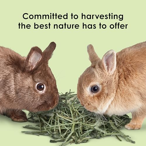 Kaytee Timothy Hay, High Fiber, Grown Specifically for Small Animals, Rabbits, Guinea Pigs, Chinchillas, Ideal Bulk Order for Small Pets, 12 pounds