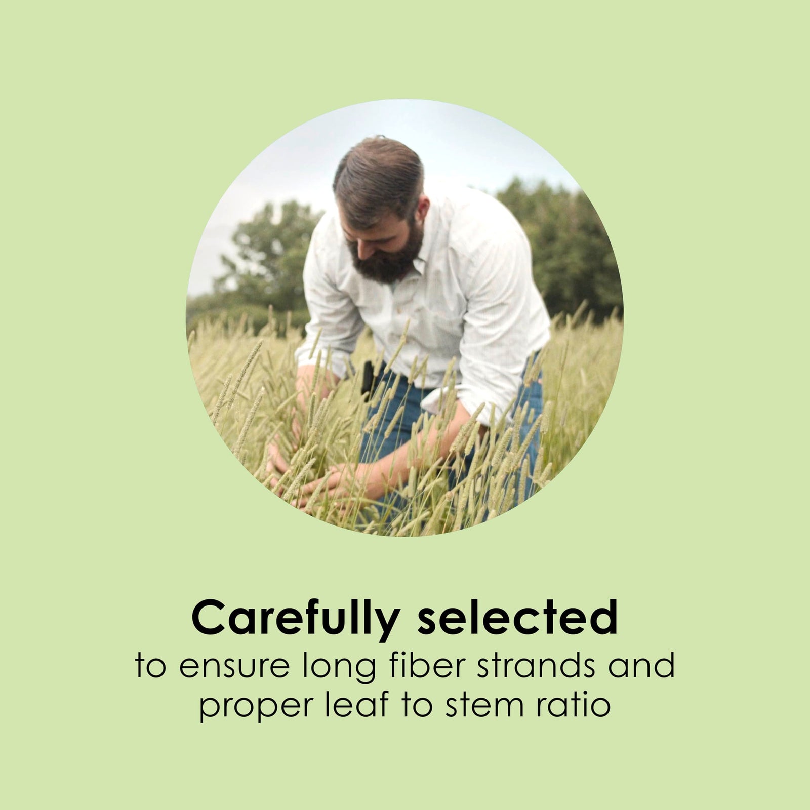 Kaytee Timothy Hay, High Fiber, Grown Specifically for Small Animals, Rabbits, Guinea Pigs, Chinchillas, Ideal Bulk Order for Small Pets, 12 pounds