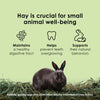 Kaytee Timothy Hay, High Fiber, Grown Specifically for Small Animals, Rabbits, Guinea Pigs, Chinchillas, Ideal Bulk Order for Small Pets, 12 pounds