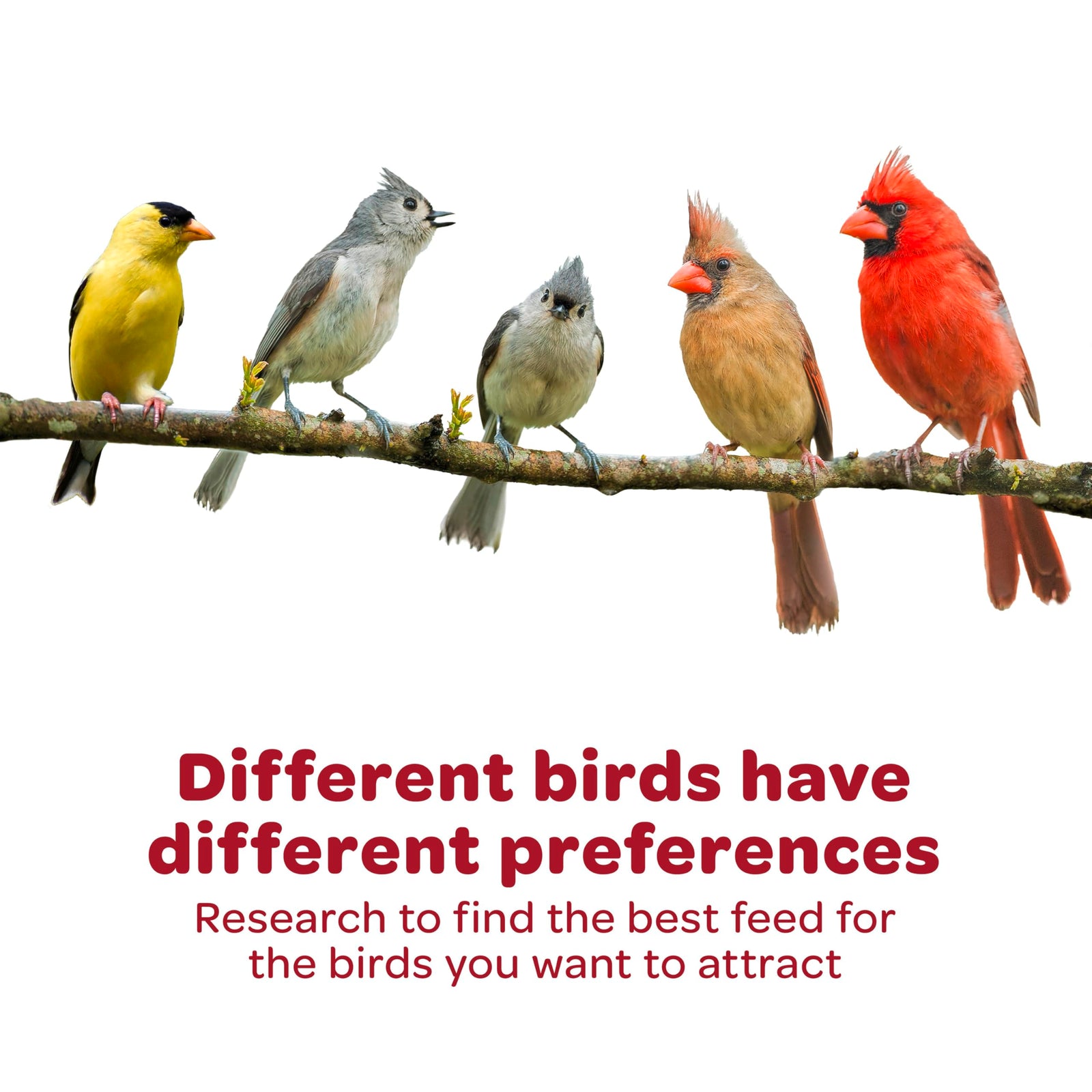 Kaytee All American Wild Bird Food Seed Blend, 5 Pound