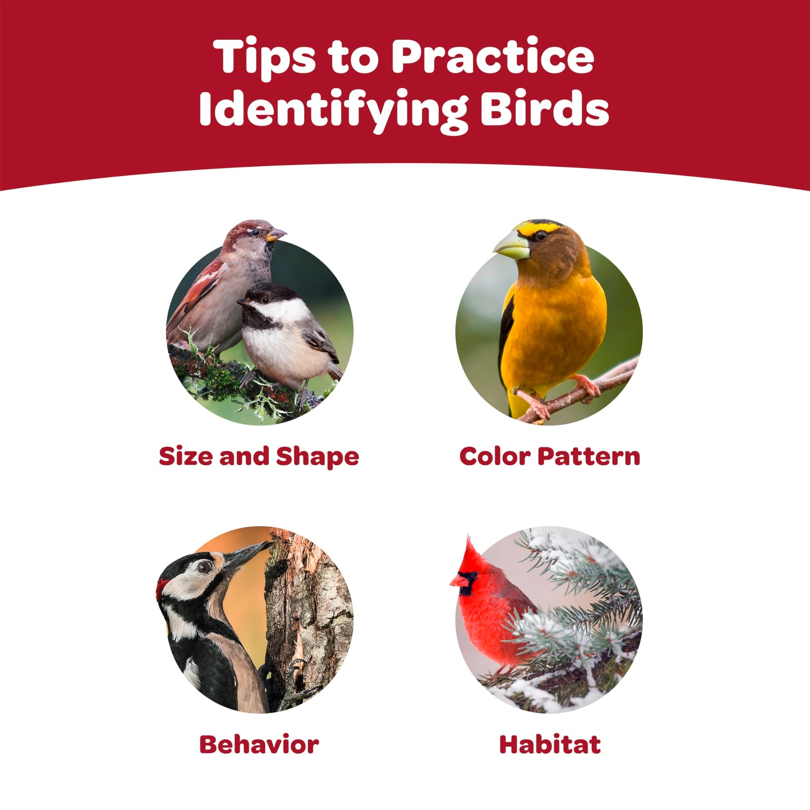 Kaytee All American Wild Bird Food Seed Blend, 5 Pound