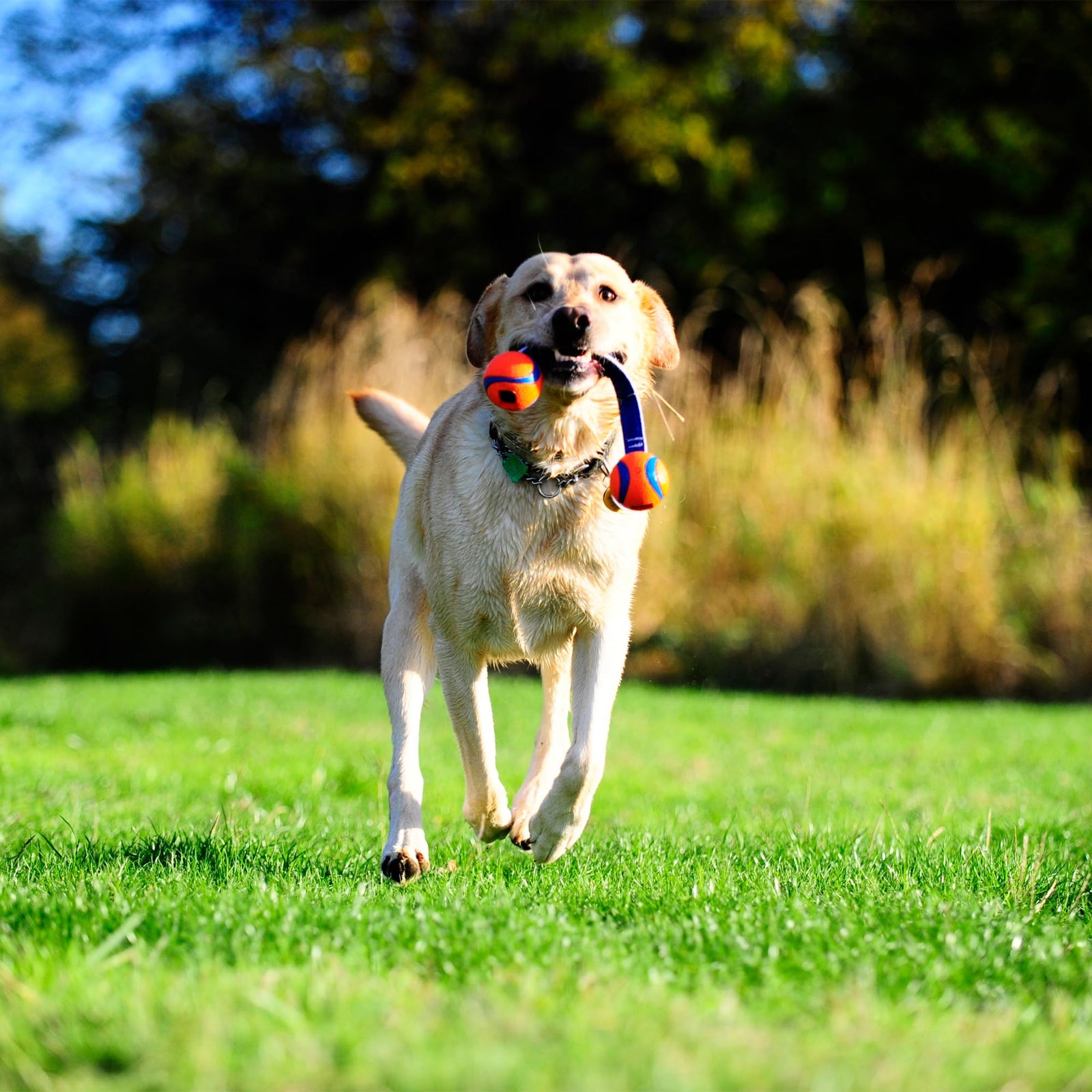 Chuckit! Ultra Tug Dog Toy, Small Fetch and Dog Ball Tug Toy for Dogs 0-20 Pounds