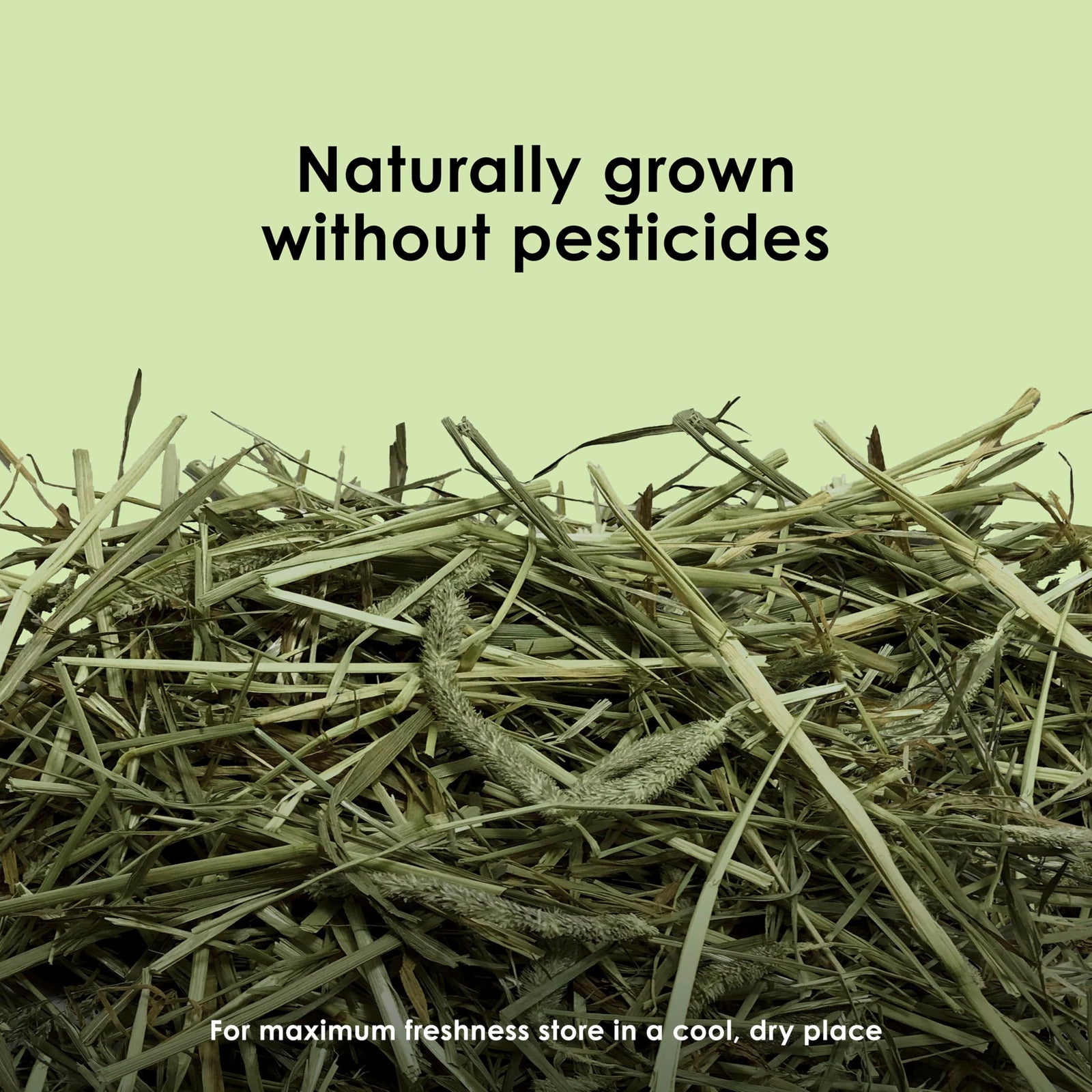 Kaytee Timothy Hay, High Fiber, Grown Specifically for Small Animals, Rabbits, Guinea Pigs, Chinchillas, Ideal Bulk Order for Small Pets, 12 pounds