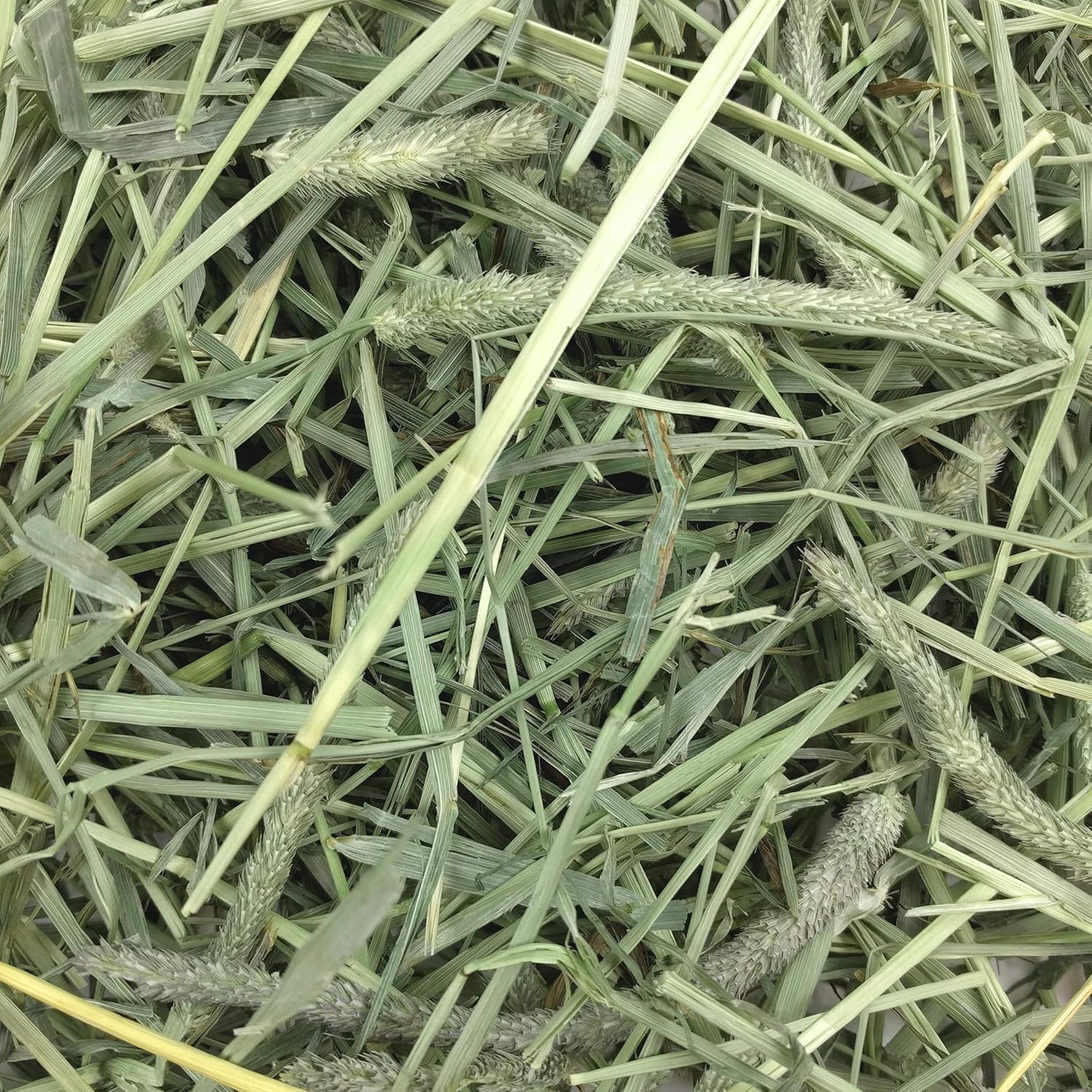 Oxbow Western Timothy Hay, Guinea Pig Hay, Small Pet Bunny Supplies, All Natural Grass for Guinea Pig, Bunny, Chinchilla & Hamster, Oxbow Rabbit Supplies for Bunnies, 90 oz. bag